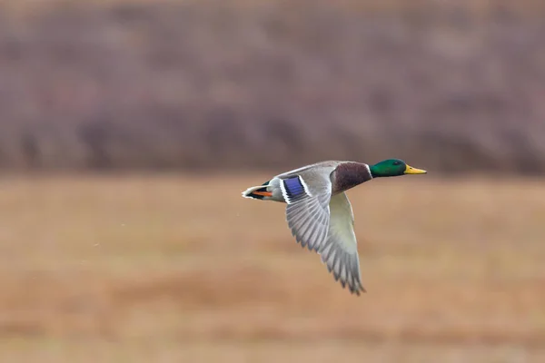 one male mallard duck bird (anas platyrhynchos) flying with reed