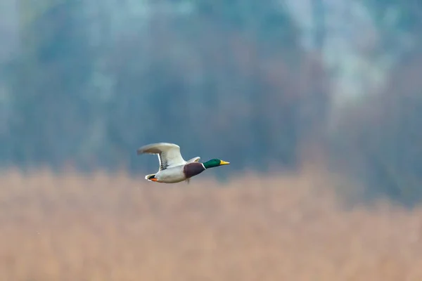 Um pato mallard macho (anas platyrhynchos) voando sobre cana — Fotografia de Stock