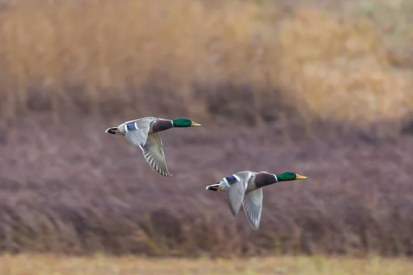 Dva kachen divoké kachny (Anas platyrhynchos) v letu — Stock fotografie