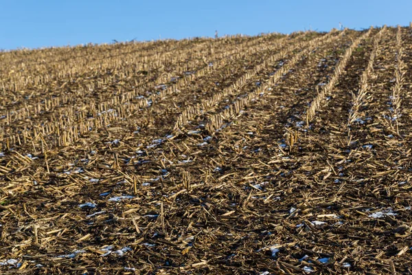 Campo de maíz natural en invierno, rastrojos, cielo azul, nieve —  Fotos de Stock