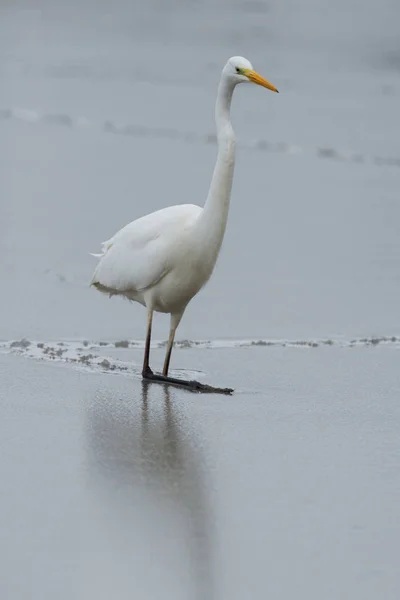 얼어 붙은 물을 걷는 큰 흰색 egret (egretta 알바) — 스톡 사진
