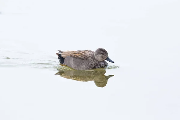 Macho isolado gadwall pato (anas strepera) natação, reflexão — Fotografia de Stock