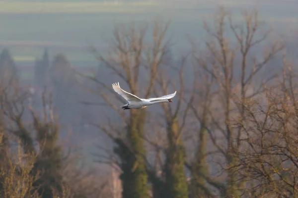 Flying mute swan (cygnus olor) with trees, spread wings — Stock Photo, Image