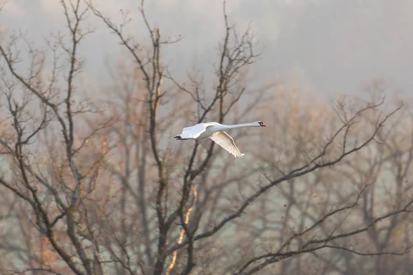 Um cisne mudo (cygnus olor) em voo, árvore sem folhas — Fotografia de Stock