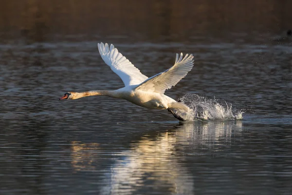 Pássaro cisne mudo (cygnus olor) correndo, superfície da água, decolando — Fotografia de Stock