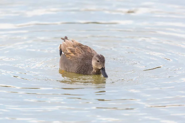 Retrato macho gadwall pato (anas strepera) nadando en agua —  Fotos de Stock