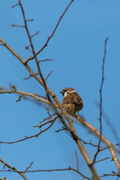 Moineau arboricole eurasien (passant montanus), branches, ciel bleu — Photo