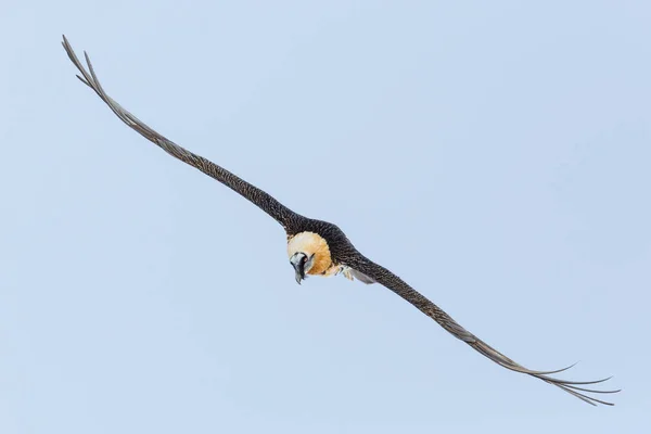 Pohled zepředu na portrét letujícího dospělého vousatého Supa (gypaetus) — Stock fotografie