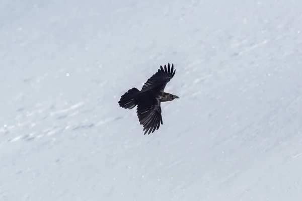 Portrét severního Ravena (Corvus Corax) v letu, sníh — Stock fotografie