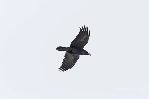 Ізольований північний ворон (Corvus corax) у польоті — стокове фото