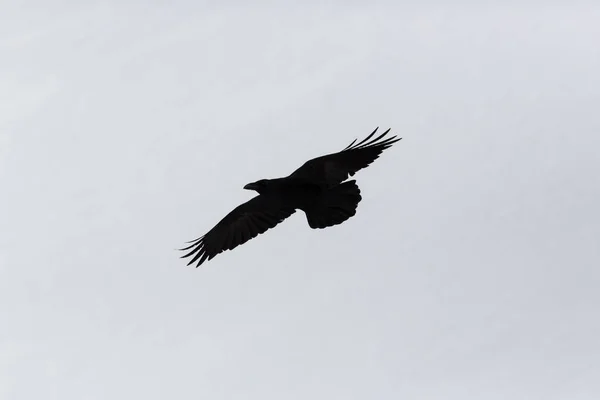 Silhouette isolated northern raven (corvus corax) in flight — Stock Photo, Image