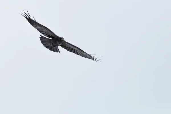 Portrait flying northern raven (corvus corax) spread wings — Stock Photo, Image