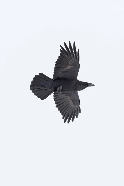 Vuelo cuervo del norte (corvus corax) alas desplegadas — Foto de Stock