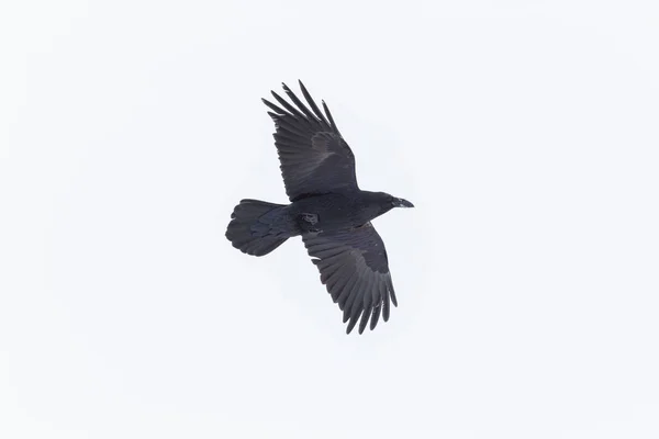 Retrato del cuervo del norte (corvus corax) en vuelo con nieve — Foto de Stock