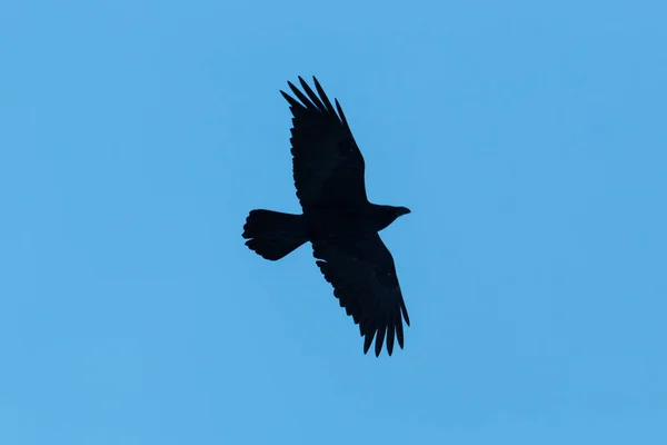 Silhueta de corvo do norte (corvus corax) em voo, costas azuis — Fotografia de Stock