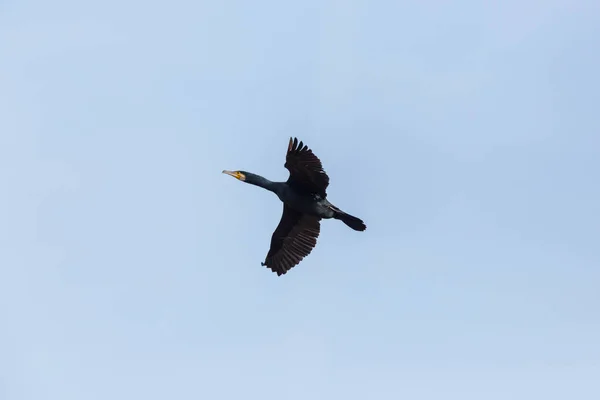 Velký kormorantní pták (Phalacrocorax carbo) létající — Stock fotografie