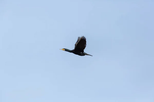 Porträt großer Kormoranvogel (phalacrocorax carbo) im Flug — Stockfoto