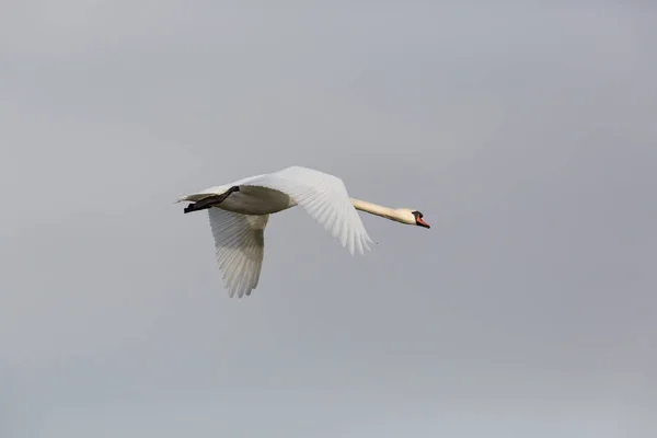 One isolated mute swan bird (cygnus olor) in flight — Stock Photo, Image