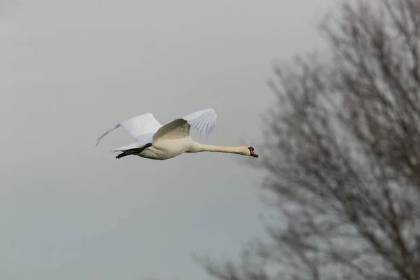 O lebădă mută (cygnus olor) în zbor, copac fără frunze — Fotografie, imagine de stoc