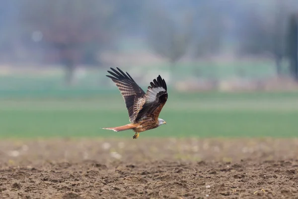Red kite bird (milvus milvus) starting from agricultural ground — Stock Photo, Image