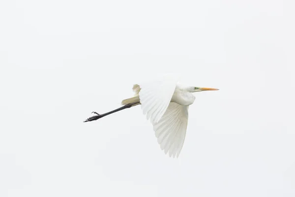Gran garza blanca (egretta alba) volando, alas extendidas — Foto de Stock