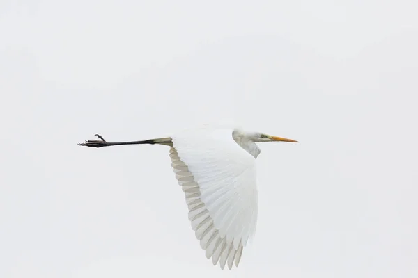 Retrato gran garza blanca (egretta alba) volando, alas extendidas — Foto de Stock