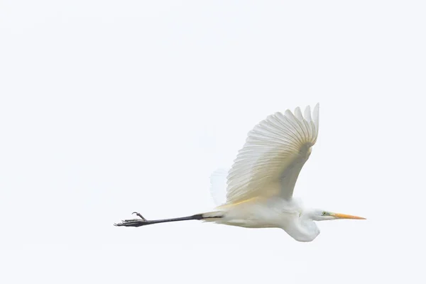 Estrecha vista gran garza blanca (egretta alba) en vuelo — Foto de Stock