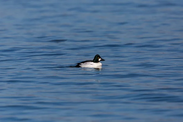 Самец золотистой утки (bucephala clangula), плавающий в воде — стоковое фото