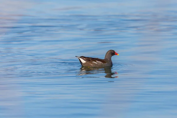 Una gallina aislada (gallinula chlorpus) nadando en agua azul — Foto de Stock