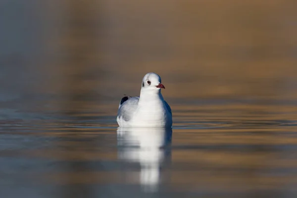 Black-headed gull (larus ridibundus) swimming on smooth water — Stock Photo, Image