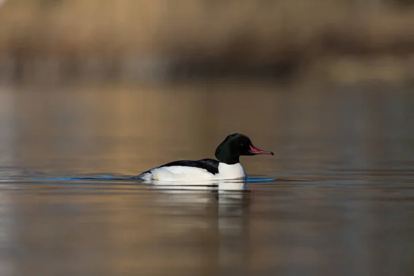 yan görünüm portre erkek ortak merganser (mergus merganser)