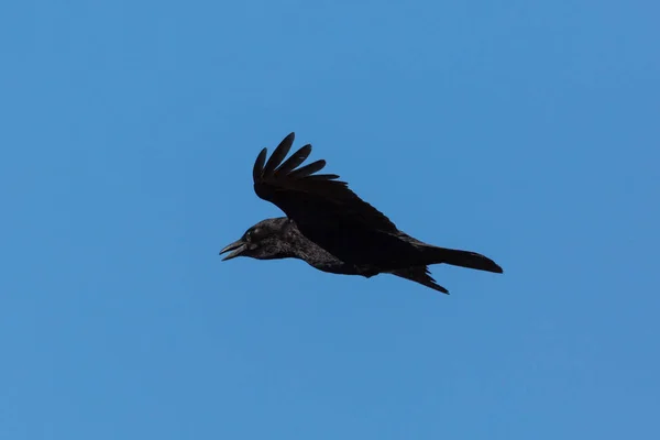 Mršna Vrána havran (Corvus Corone) v letu, modrá obloha — Stock fotografie
