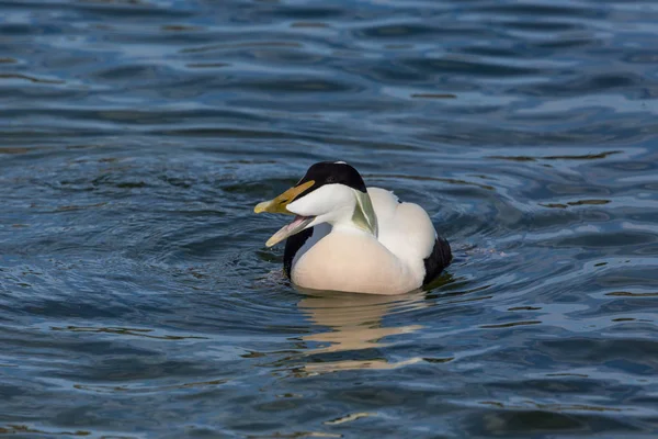 Een zwemman Eider eend (Somateria mollissima), open snavel — Stockfoto