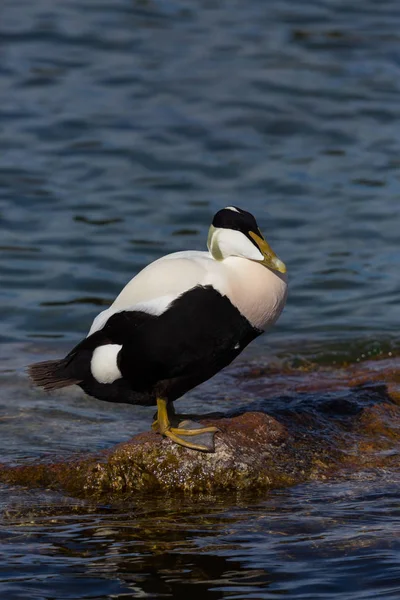 Pato macho eider (somateria mollissima) em pé sobre rocha na água — Fotografia de Stock