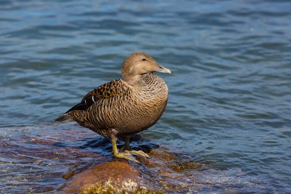 Canard eider femelle (somateria mollissima) debout sur la roche — Photo