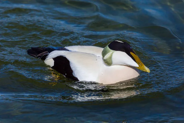 Portrait détaillé canard eider mâle (somateria mollissima) ) — Photo