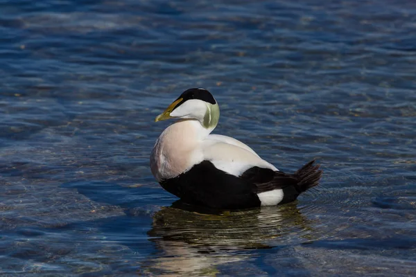 Pato macho eider (somateria mollissima) em pé em águas rasas — Fotografia de Stock