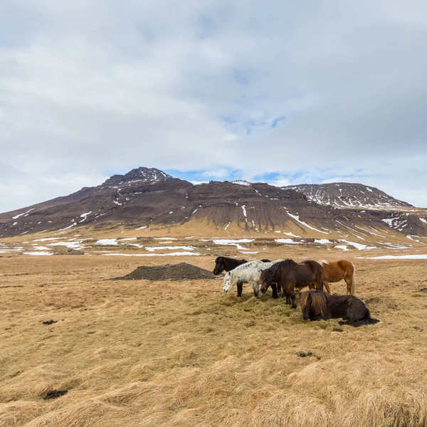 Grupo de cavalos iceland no prado em frente à montanha vulcânica — Fotografia de Stock