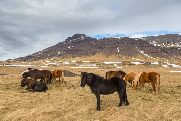 Equinos icelândicos de pé, pasto, prado, montanha vulcânica — Fotografia de Stock