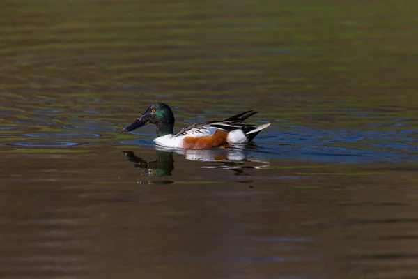 Colorido macho norte pá (anas clypeata) natação, espelho — Fotografia de Stock