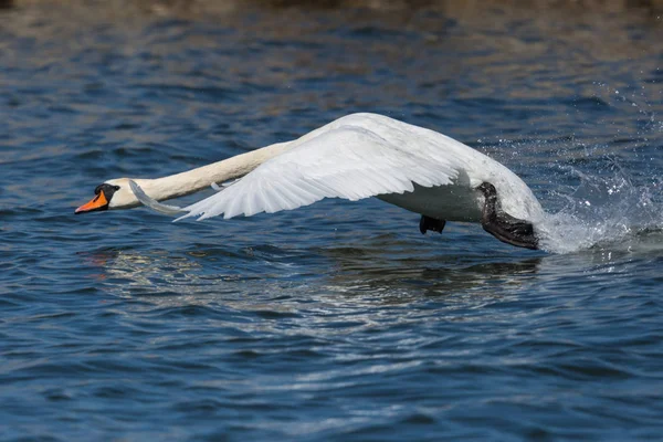 Ritratto cigno muto (cygnus olor) in volo, decollo — Foto Stock