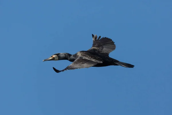 Great cormorant bird (phalacrocorax carbo) in flight, blue sky — Stock Photo, Image