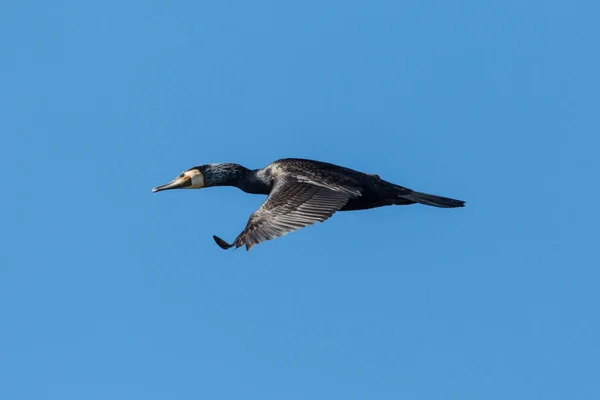 Flying great cormorant bird (phalacrocorax carbo), blue sky — Stock Photo, Image