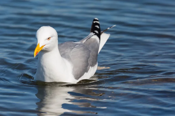 Retrato detalhado gaivota de pernas amarelas (larus michahellis ) — Fotografia de Stock