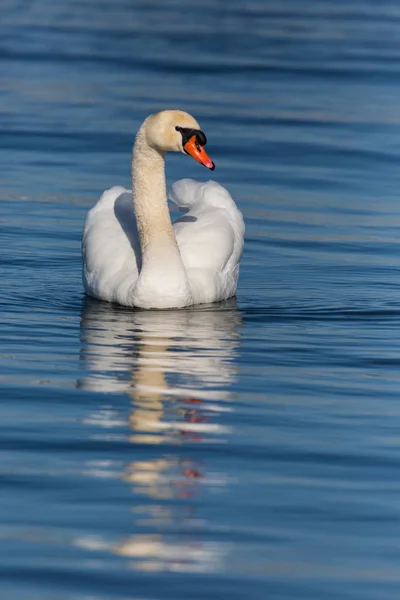 Pływanie łabędź niemy (Cygnus olor), niebieska woda, słońce — Zdjęcie stockowe