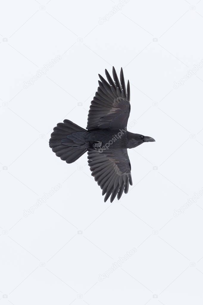 flying northern raven (corvus corax) spread wings