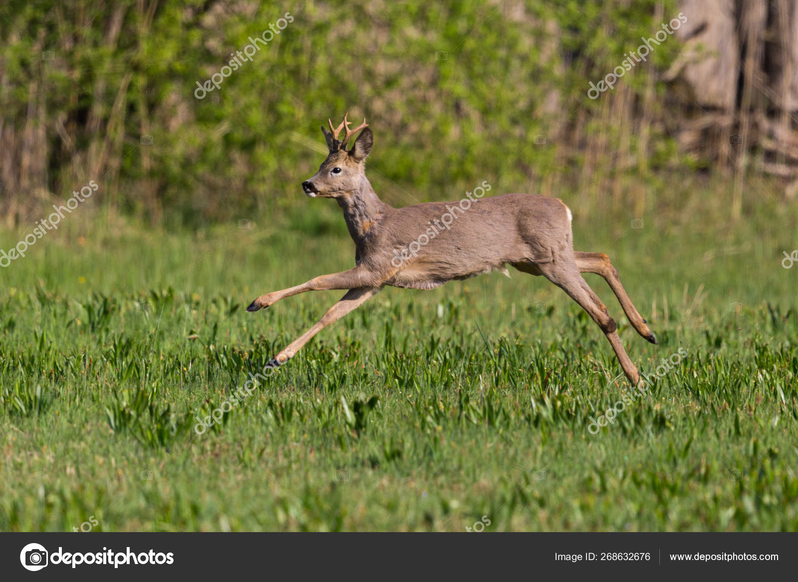 Deer On Hind Legs Deer On Hind Legs