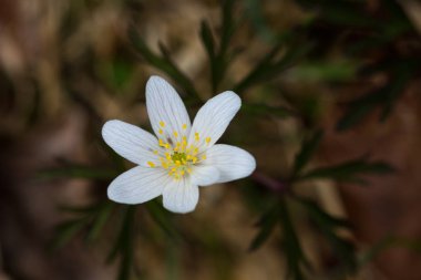 yakın görünümü bir beyaz windflower (anemone nemorosa) çiçek