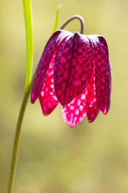 satranç çiçeği çiçeği baş (fritillaria meleagris) sapı ile