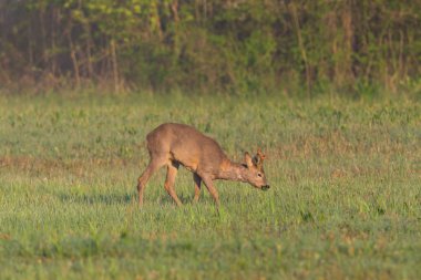Genç çayır kuşu yeşil çayırda duruyor, sabah ışığı